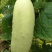 大白黄瓜种子可留种白黄瓜四季阳台大田种植蔬菜