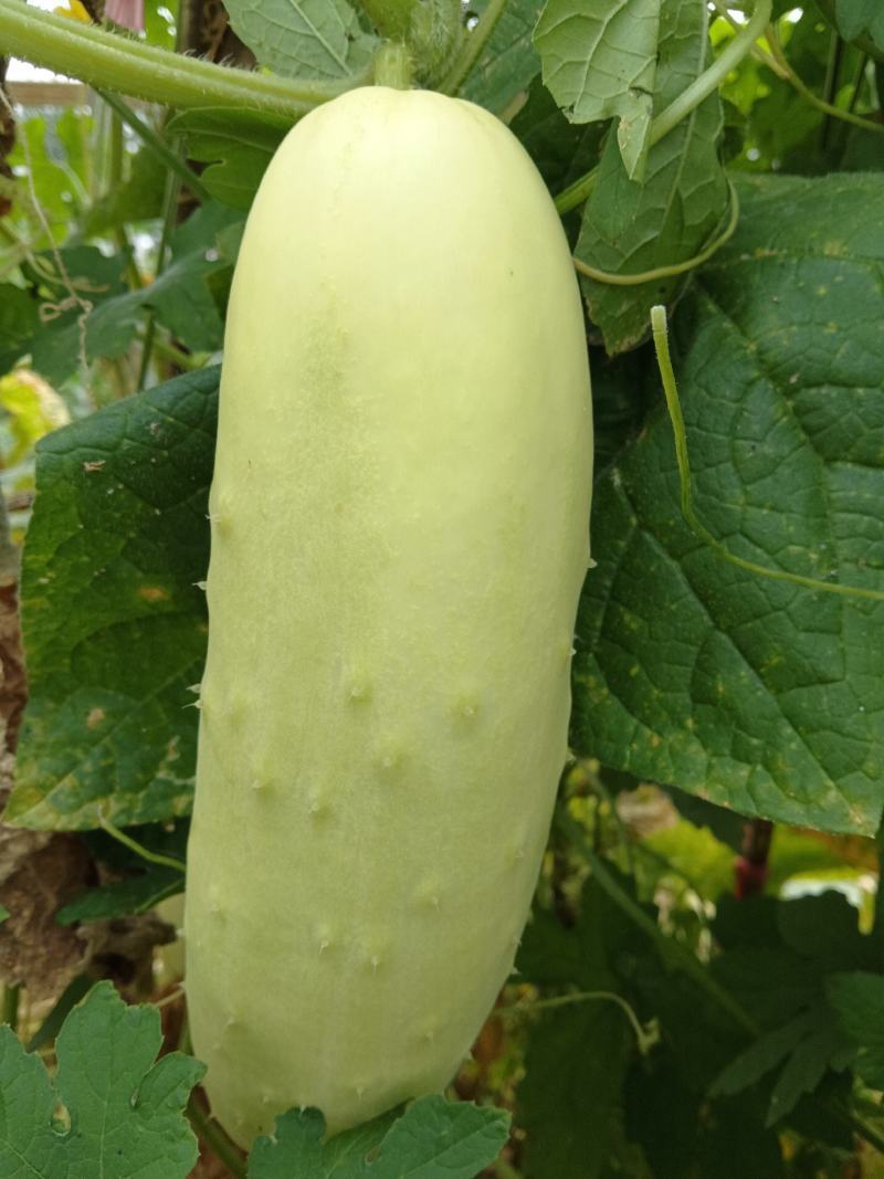 大白黄瓜种子可留种白黄瓜四季阳台大田种植蔬菜