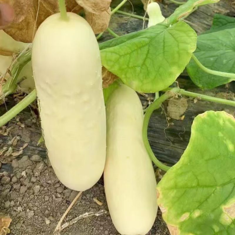 大白黄瓜种子可留种白黄瓜四季阳台大田种植蔬菜