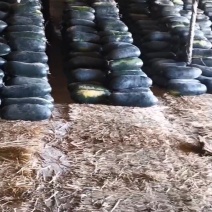 高品质黑皮冬瓜大量出售