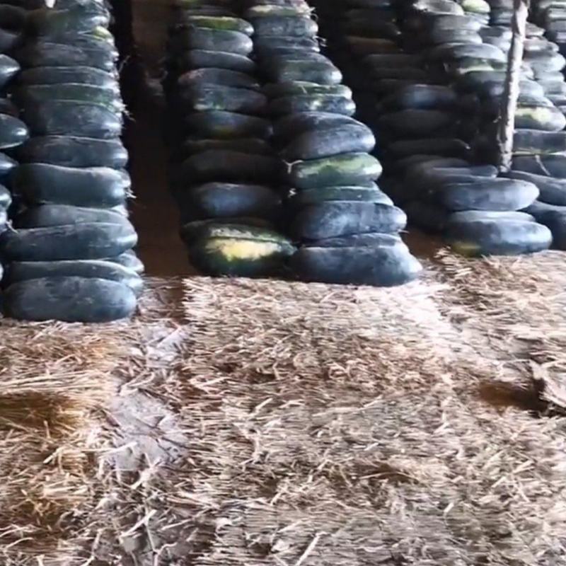高品质黑皮冬瓜大量出售
