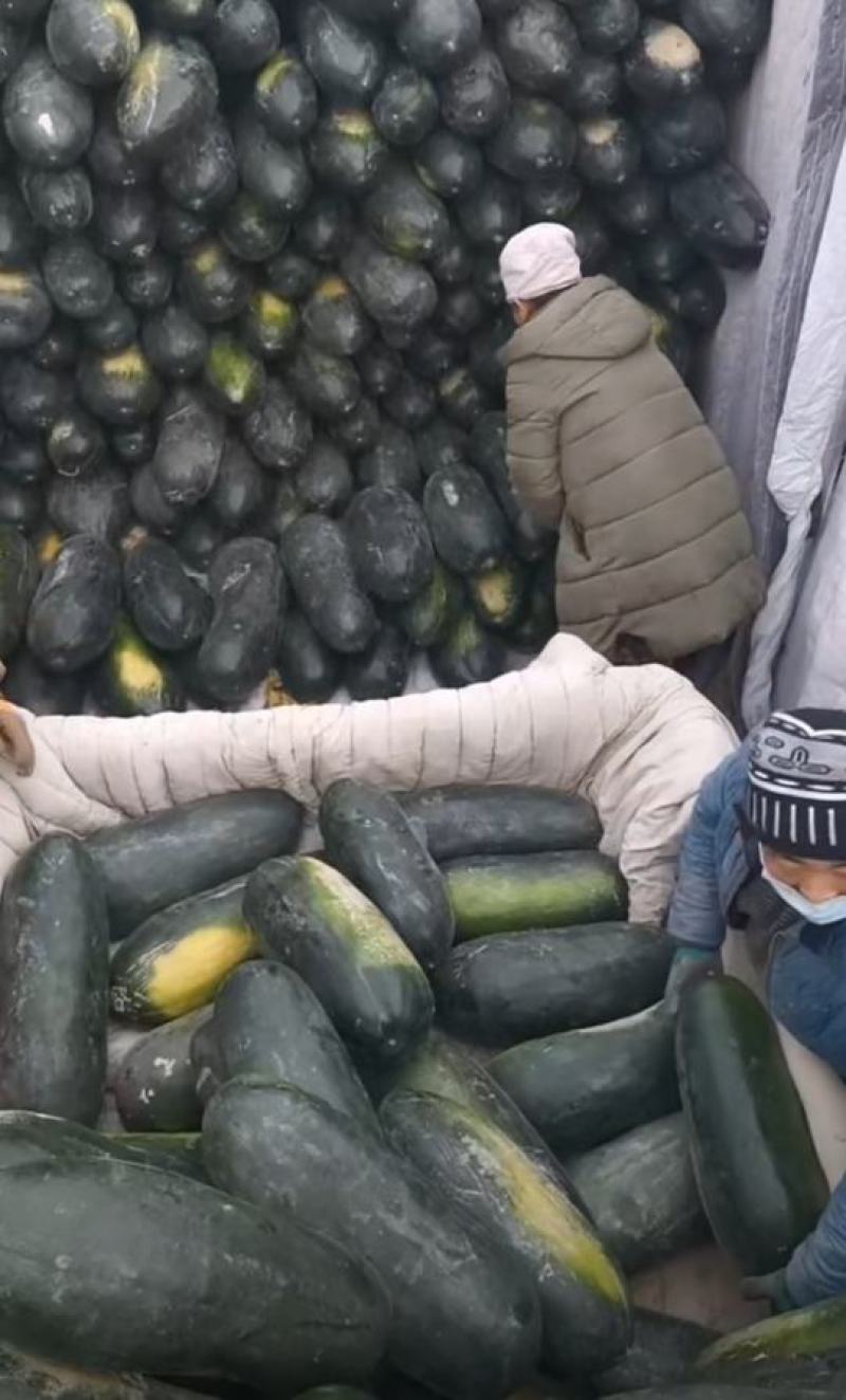 高品质黑皮冬瓜大量出售