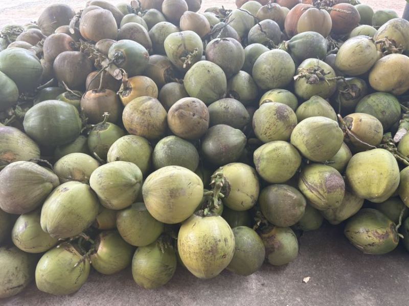 精品海南万宁椰子基地供应质量保证欢迎咨询