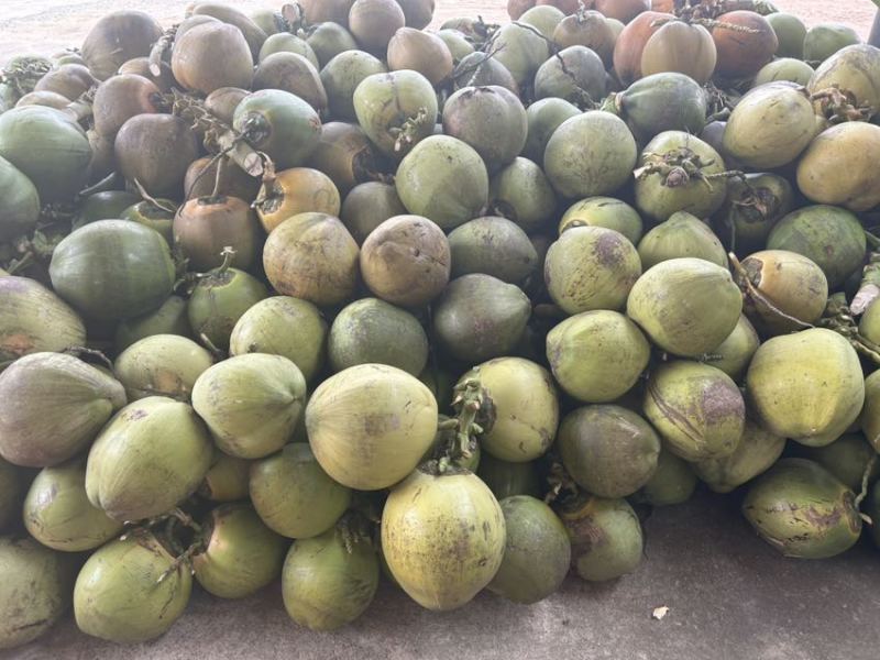 精品海南万宁椰子基地供应质量保证欢迎咨询