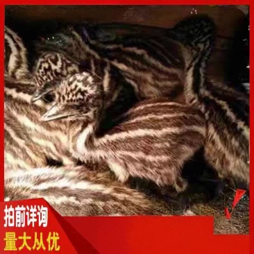 澳洲鸵鸟苗优质苗包活
