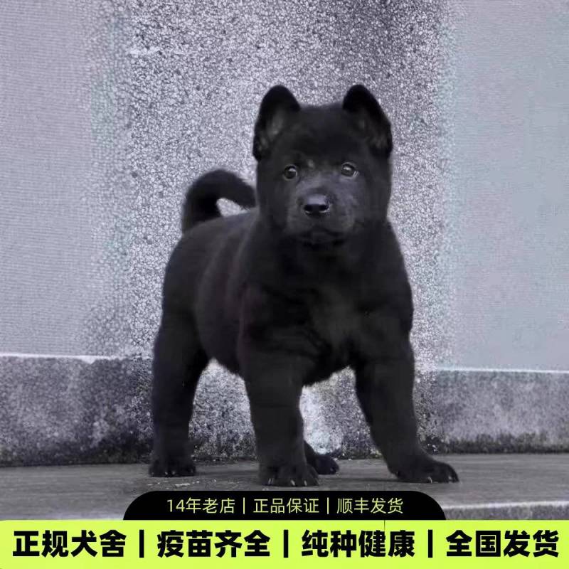 五黑犬正规纯血种全国发货疫苗企全
