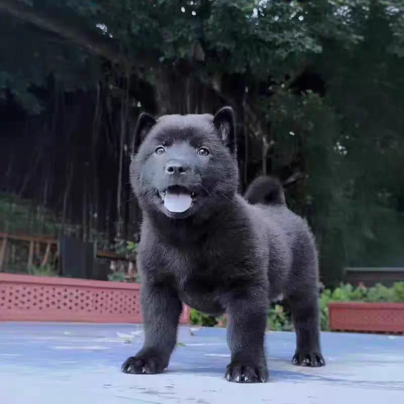 五黑犬正规纯血种全国发货疫苗企全