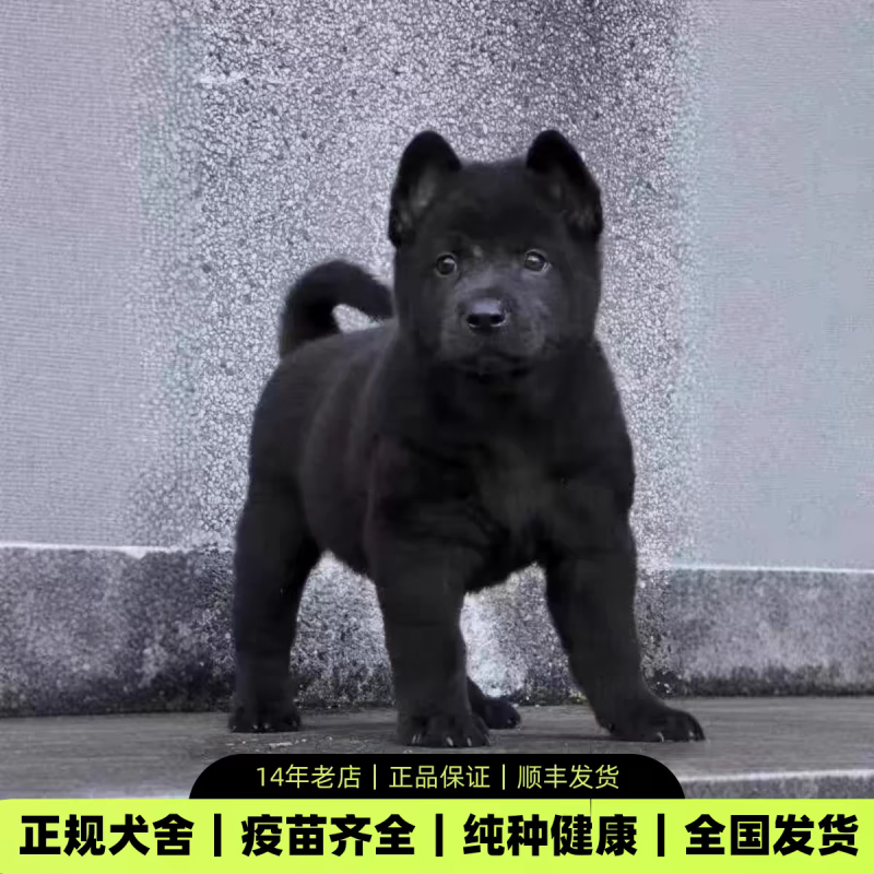 五黑犬正规纯血种全国发货疫苗企全