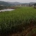 简阳新鲜甘蔗，天然无污染，甜蜜可口，现摘现卖，欢迎品尝！