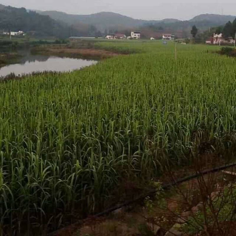 简阳新鲜甘蔗，天然无污染，甜蜜可口，现摘现卖，欢迎品尝！