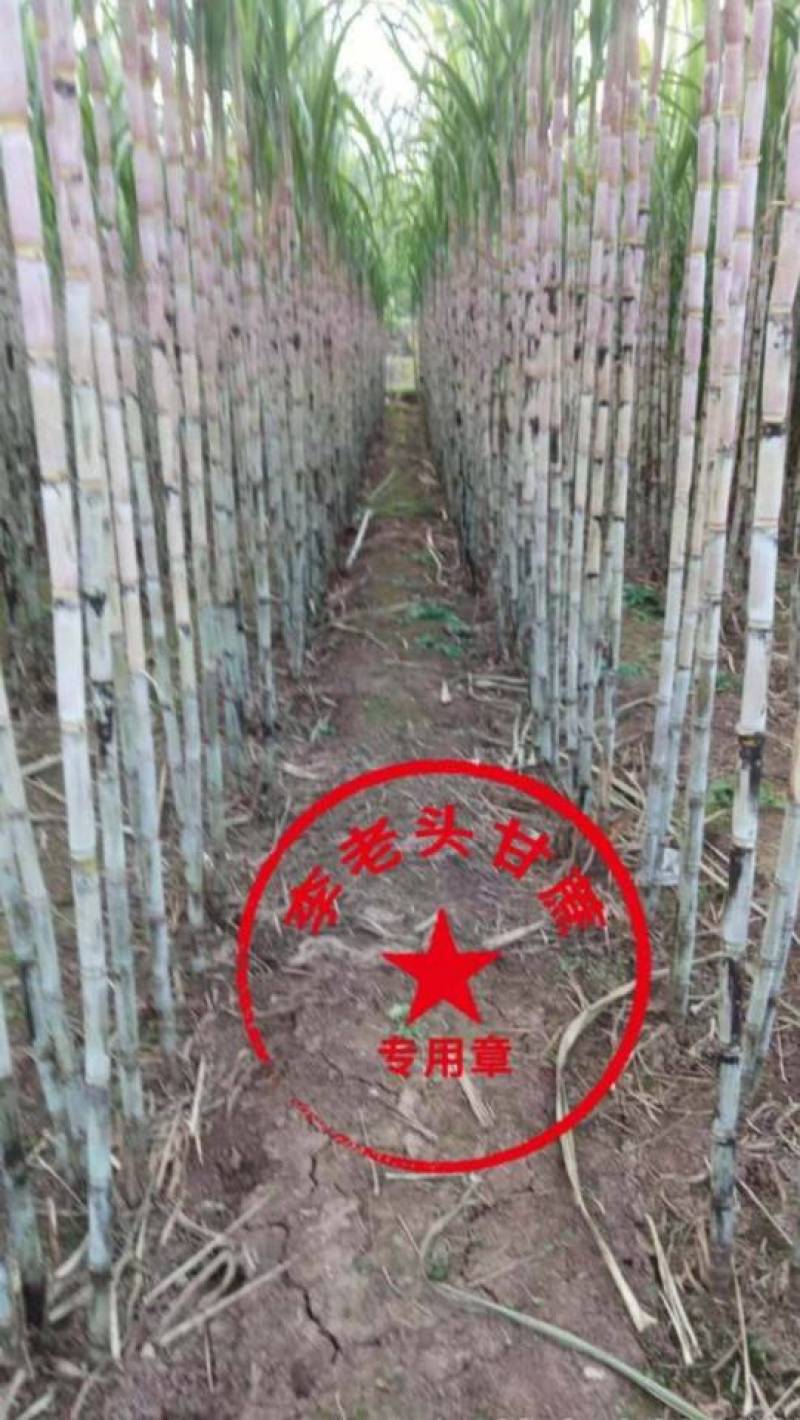 简阳新鲜甘蔗，天然无污染，甜蜜可口，现摘现卖，欢迎品尝！