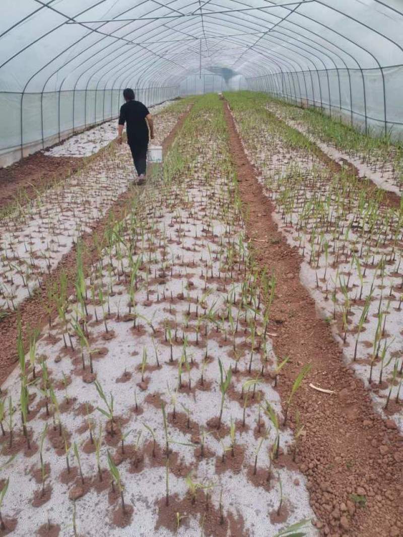 简阳新鲜甘蔗，天然无污染，甜蜜可口，现摘现卖，欢迎品尝！