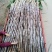 简阳新鲜甘蔗，天然无污染，甜蜜可口，现摘现卖，欢迎品尝！