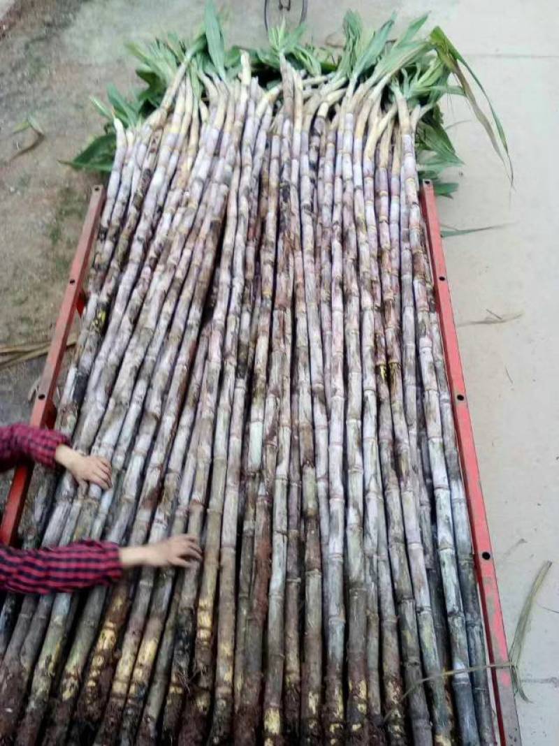 简阳新鲜甘蔗，天然无污染，甜蜜可口，现摘现卖，欢迎品尝！