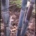 简阳新鲜甘蔗，天然无污染，甜蜜可口，现摘现卖，欢迎品尝！