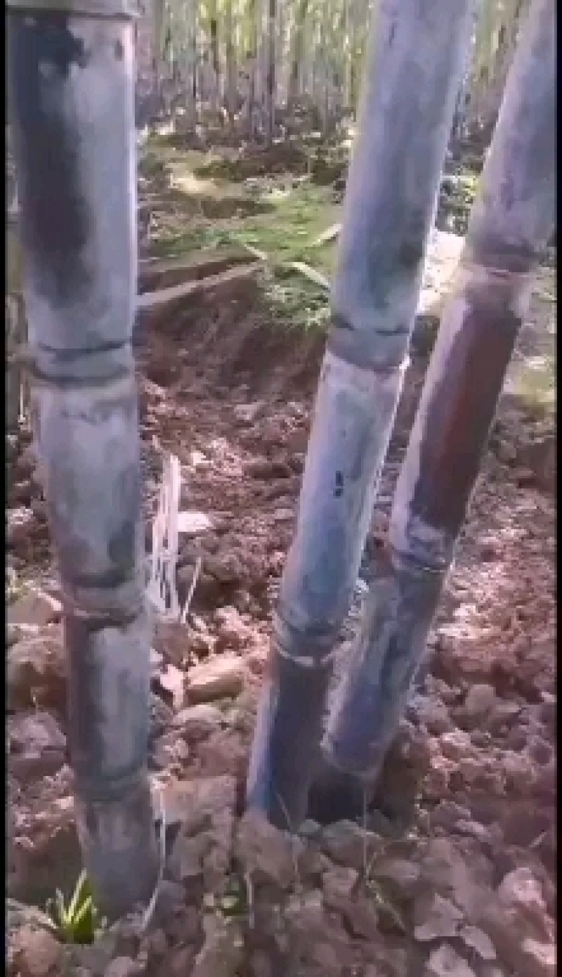 简阳新鲜甘蔗，天然无污染，甜蜜可口，现摘现卖，欢迎品尝！