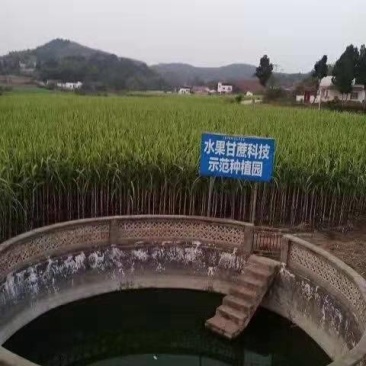 黑皮，青皮白玉，红皮水果甘蔗