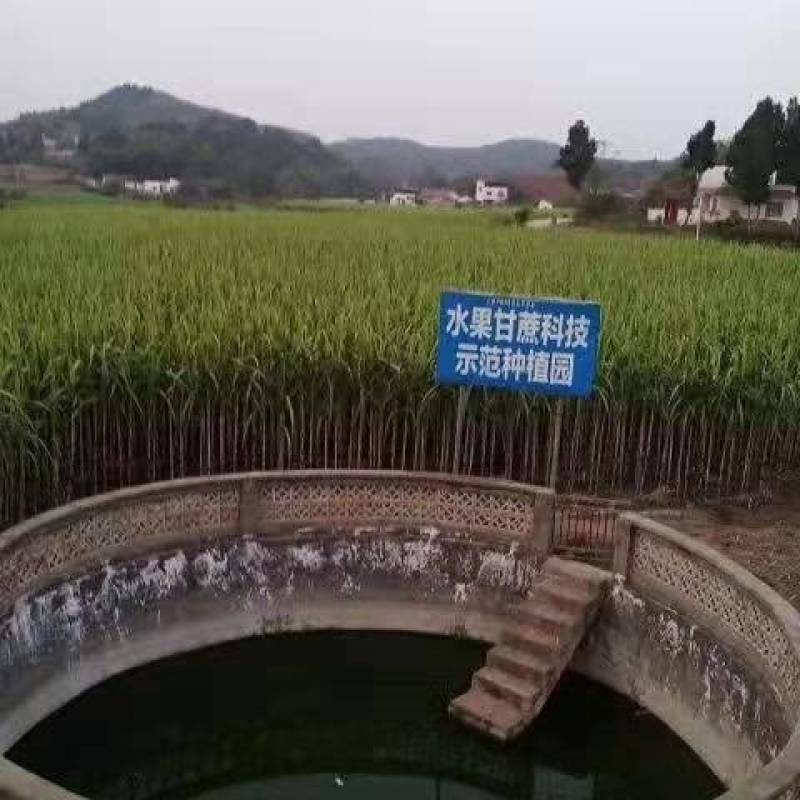 黑皮，青皮白玉，红皮水果甘蔗
