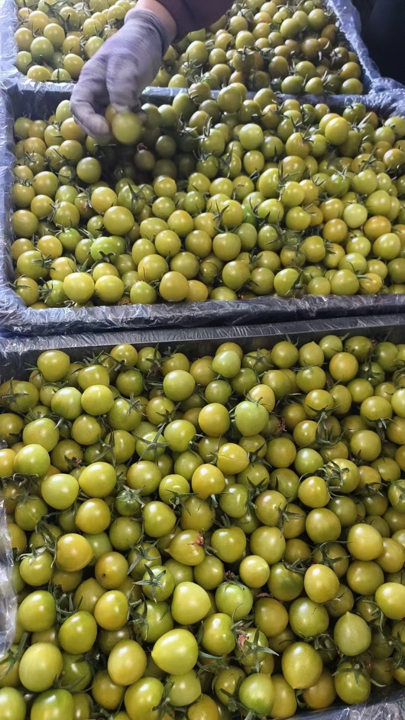 盘锦碱地花生409小柿子