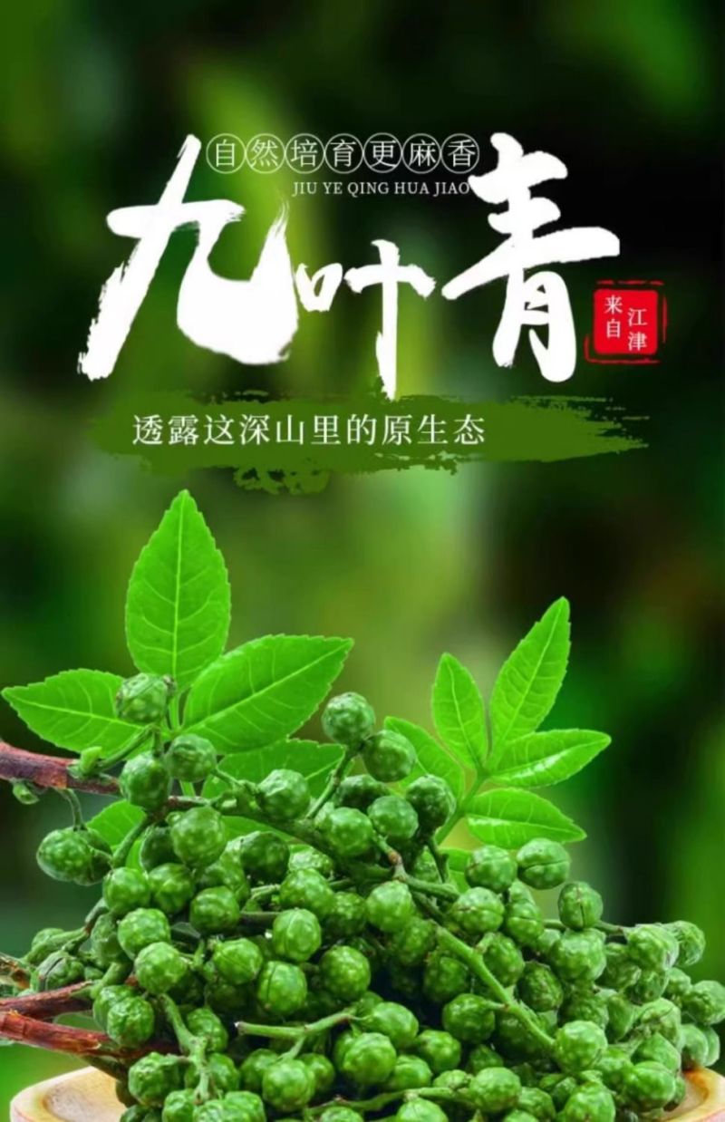 重庆批发商用青花椒藤椒麻椒青花椒鱼调料调味品