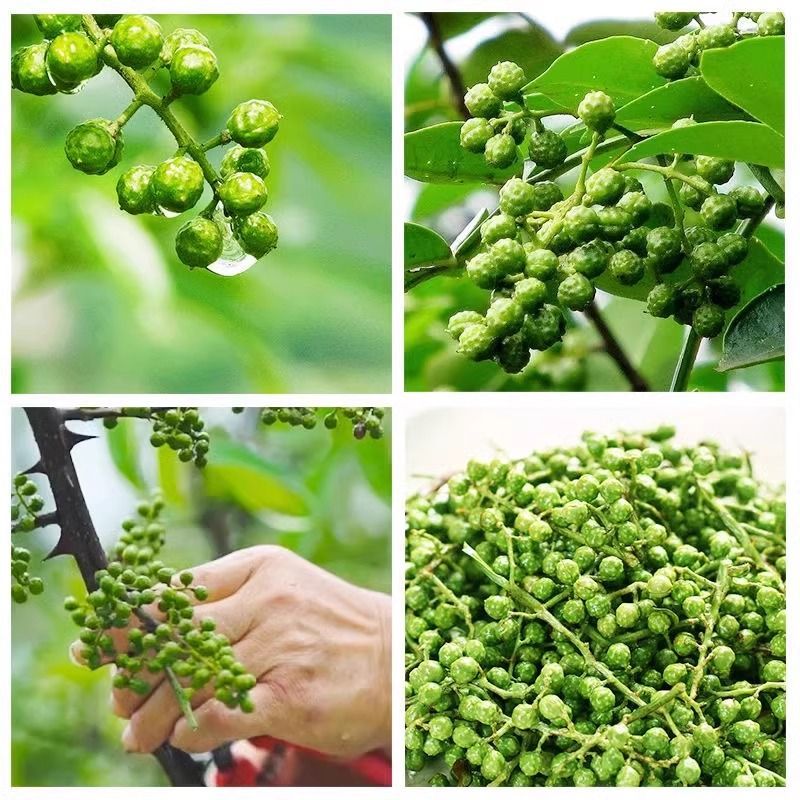 重庆批发商用青花椒藤椒麻椒青花椒鱼调料调味品