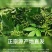 重庆批发商用青花椒藤椒麻椒青花椒鱼调料调味品