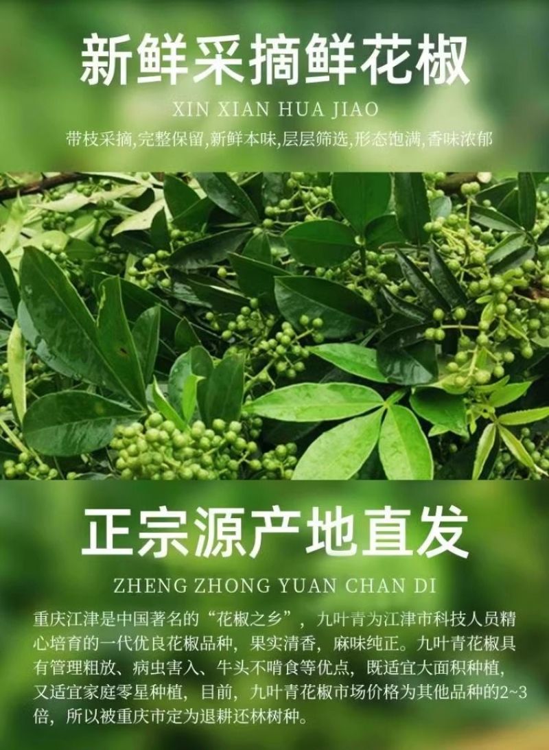 重庆批发商用青花椒藤椒麻椒青花椒鱼调料调味品