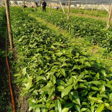 草珊瑚苗基地