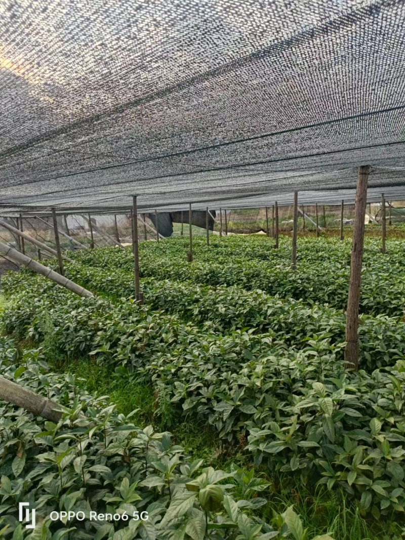 草珊瑚苗基地