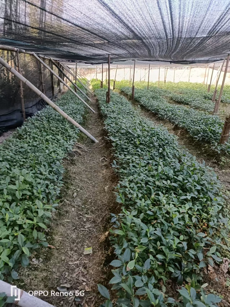 草珊瑚苗基地
