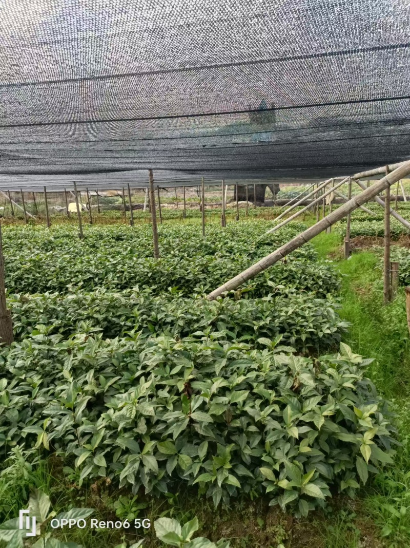 草珊瑚苗基地