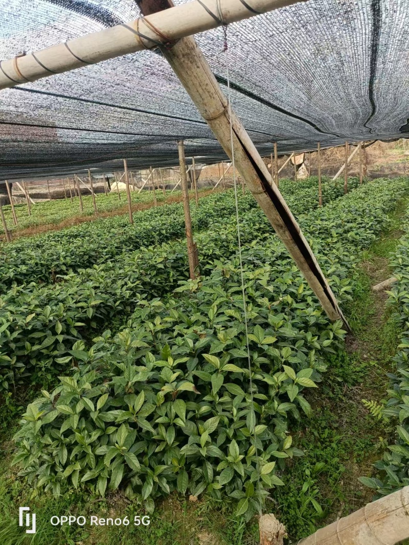 草珊瑚苗基地