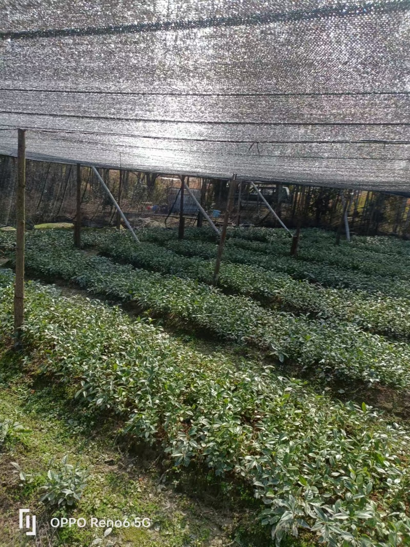 草珊瑚苗基地