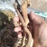 长白山纯野生的黄芪
