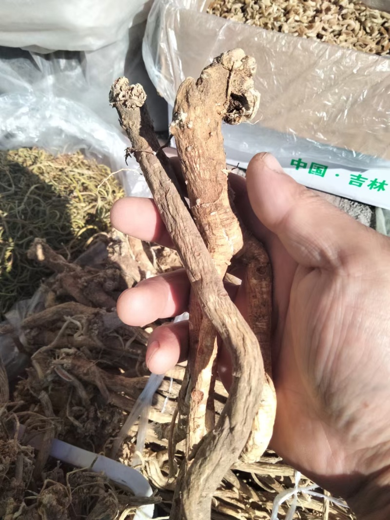 长白山纯野生的黄芪