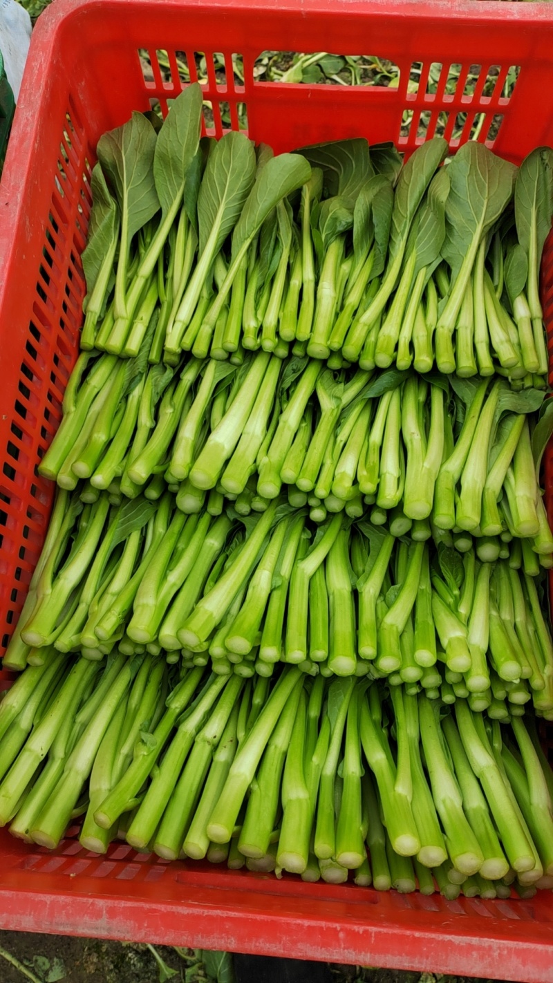 甜菜心有需要的老板联系我