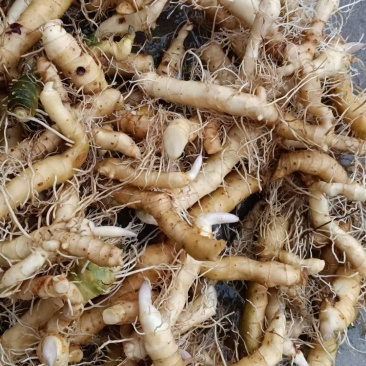 新鲜玉竹，农家自种，没有多少。包邮