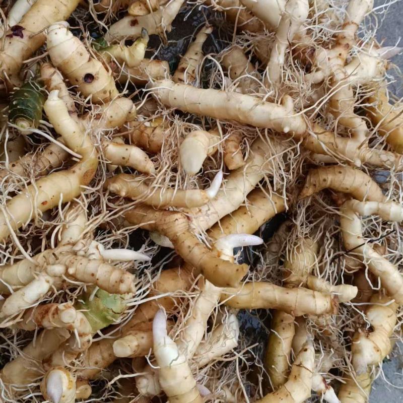 新鲜玉竹，农家自种，没有多少。包邮