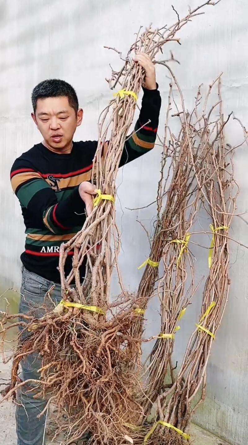 软枣猕猴桃树苗龙城二号