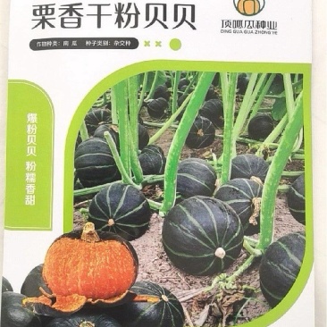 南瓜种子栗香干粉贝贝栗香味粉面甘甜贝贝南瓜挂果多