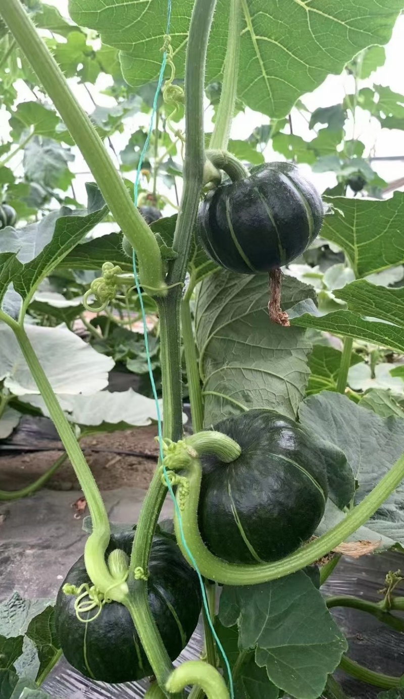 南瓜种子栗香干粉贝贝栗香味粉面甘甜贝贝南瓜挂果多