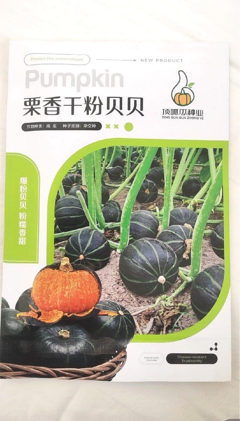 南瓜种子栗香干粉贝贝栗香味粉面甘甜贝贝南瓜挂果多