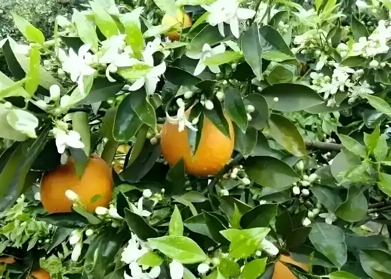 有花有果才是夏橙，农产品地理标志，夏橙35号，无核夏橙