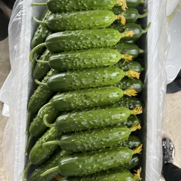 旱黄瓜产地直销