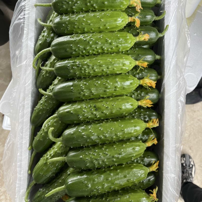 旱黄瓜产地直销
