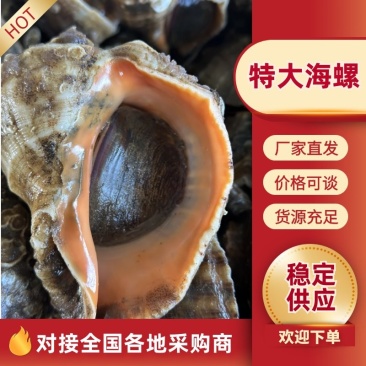 特大海螺鲜活到家新鲜海捕超大号海螺
