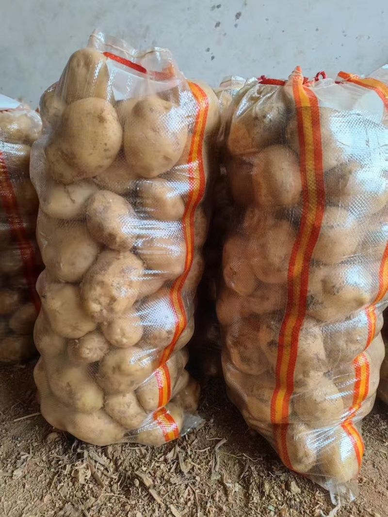 精品土豆基地大量上市，对接各大商超，对接全国各地批发市场