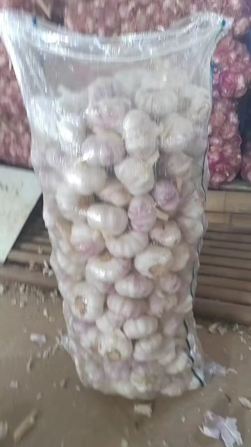 山东大蒜，产地大量供应，全国发货，保质保量