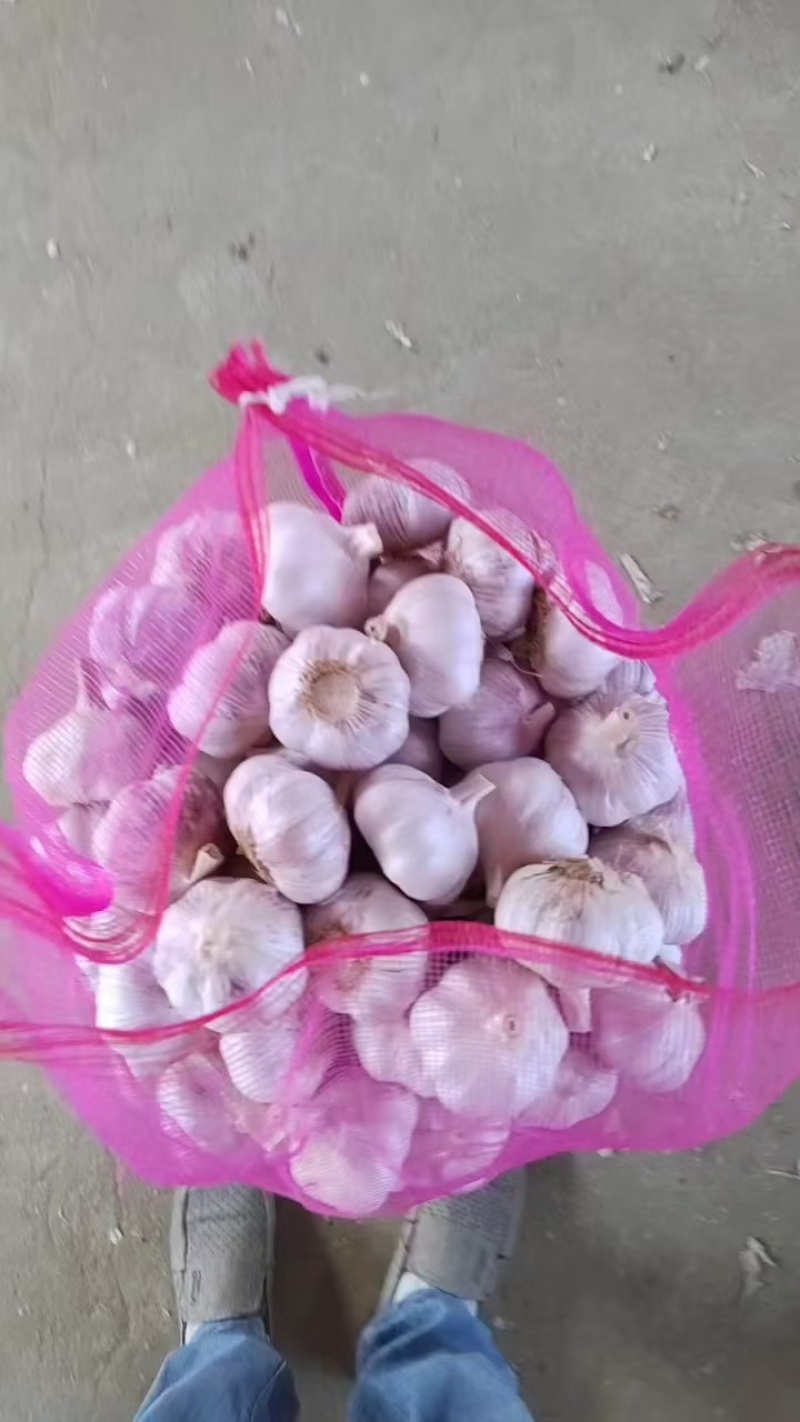 山东大蒜，产地大量供应，全国发货，保质保量