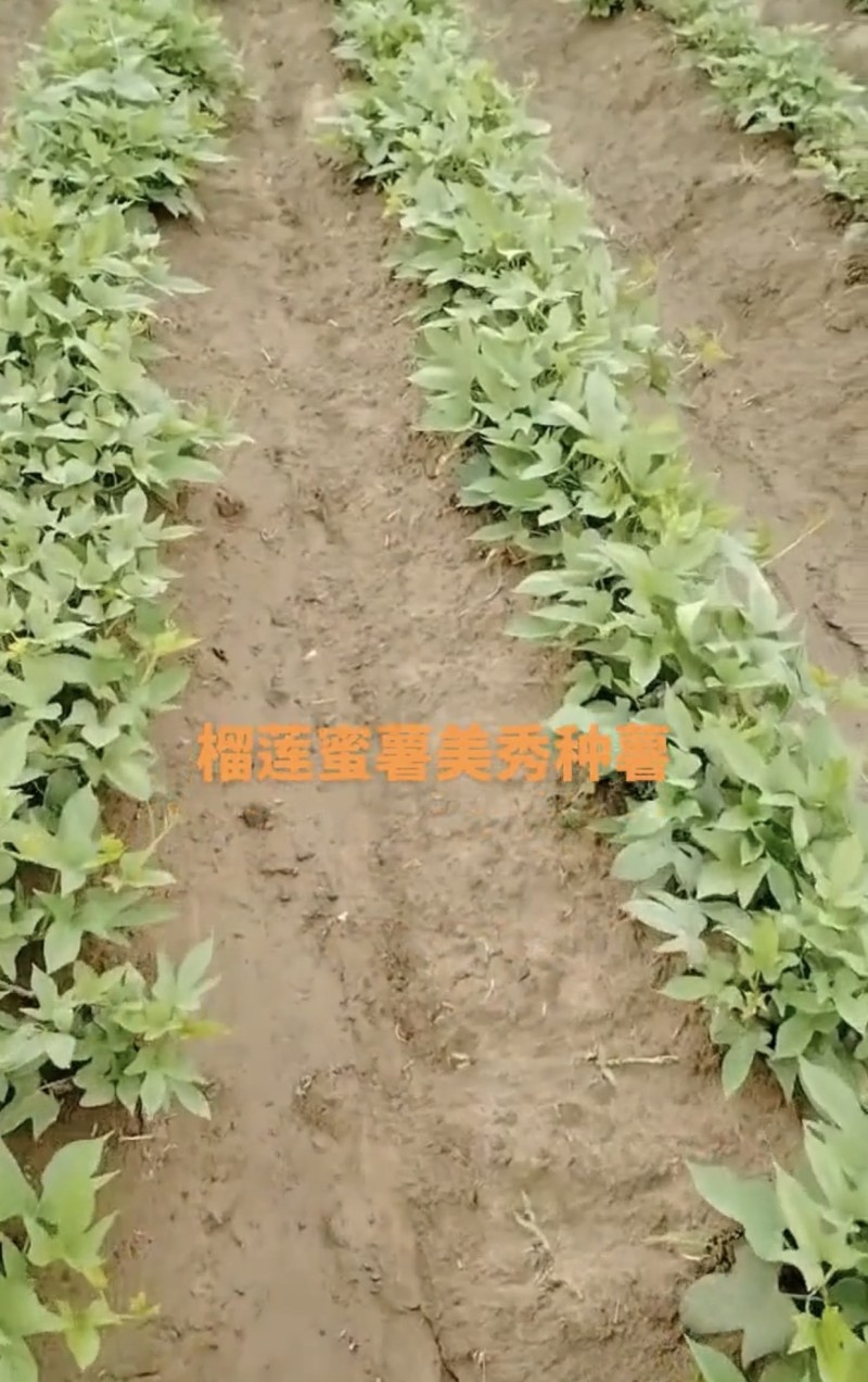 榴莲美秀，丝滑，西瓜红，西露库，慕菲勒，太紫一号，红东，